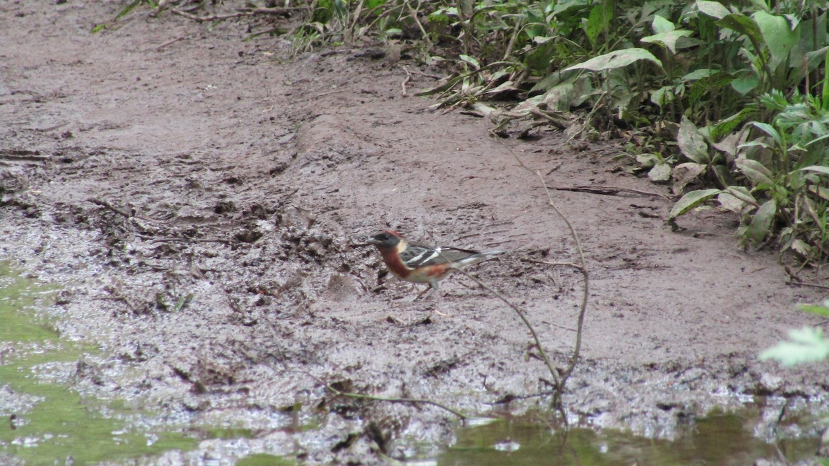 Bay-breasted Warbler - ML621936950