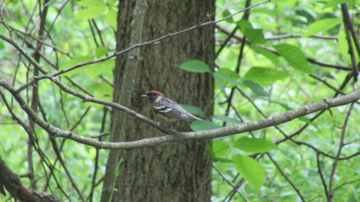 Bay-breasted Warbler - ML621936951