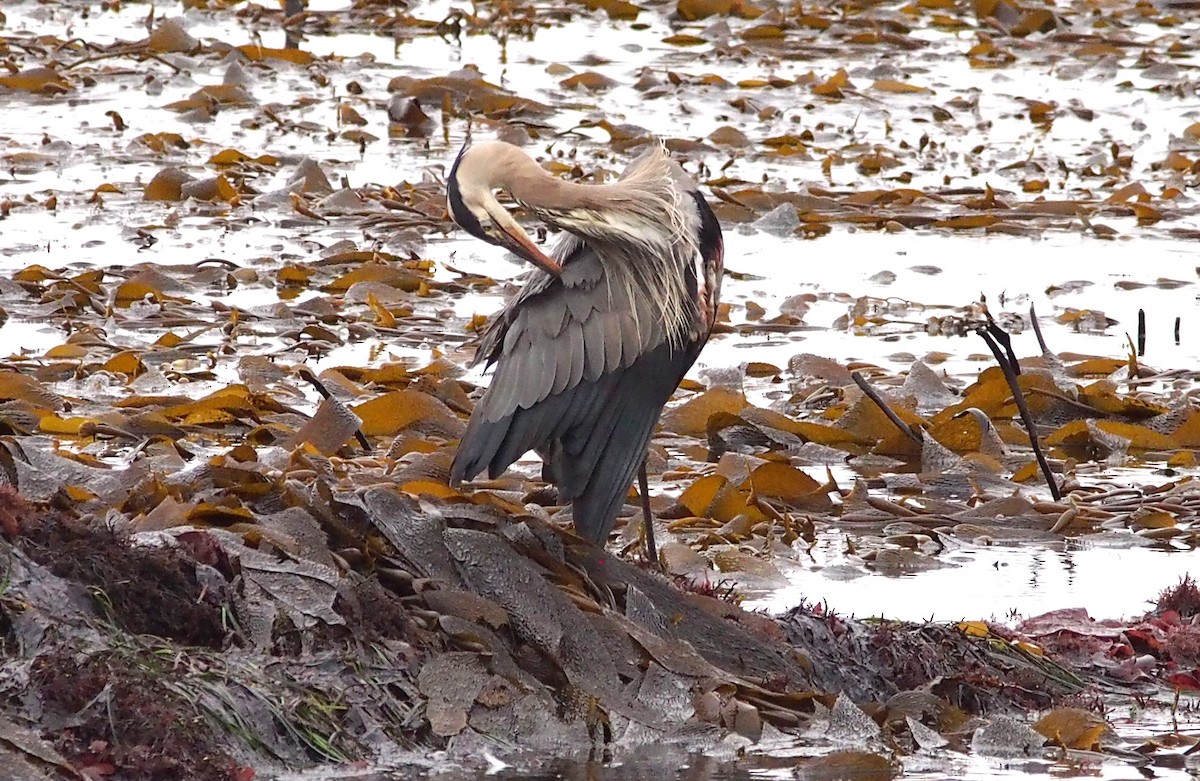 Great Blue Heron (Great Blue) - ML621936955