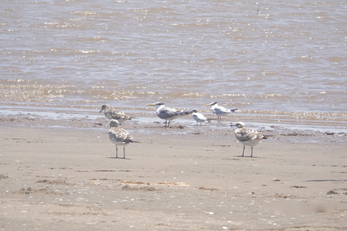 Great Crested Tern - ML621936995