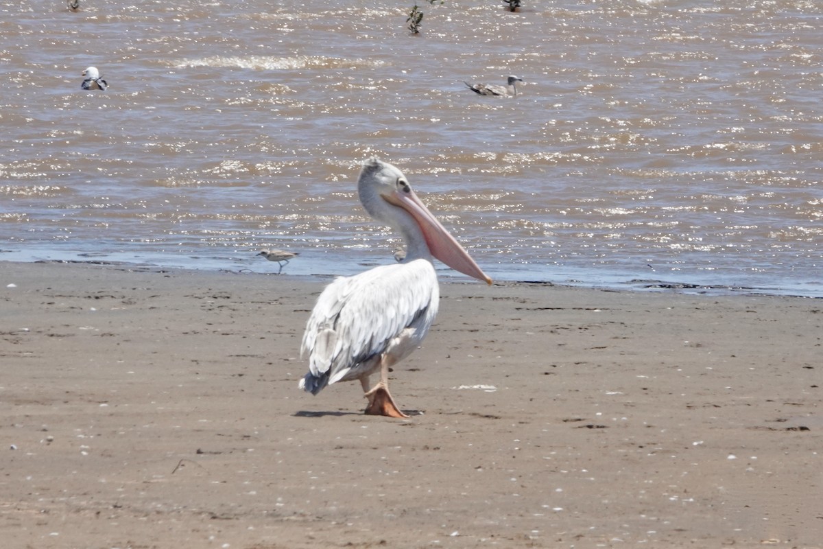 Pink-backed Pelican - ML621937004