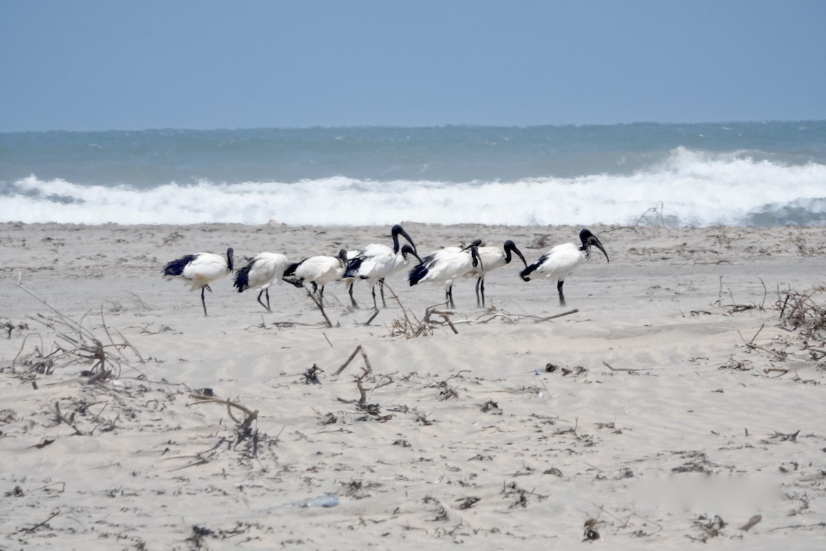 African Sacred Ibis - ML621937008