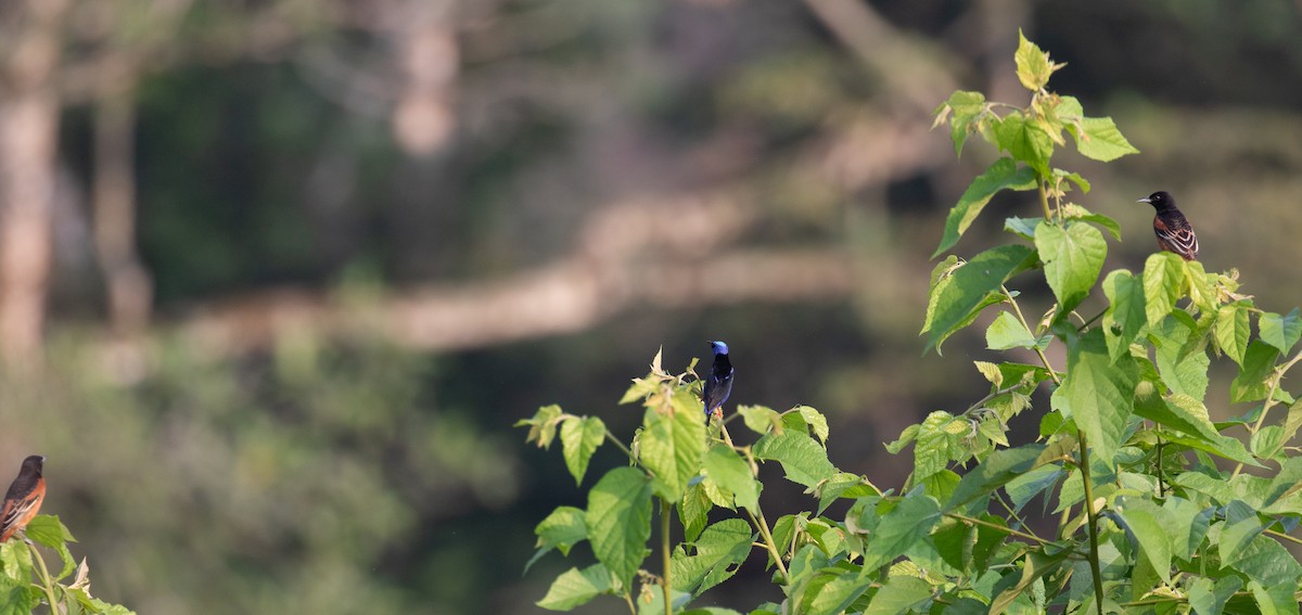 Red-legged Honeycreeper - ML621937028