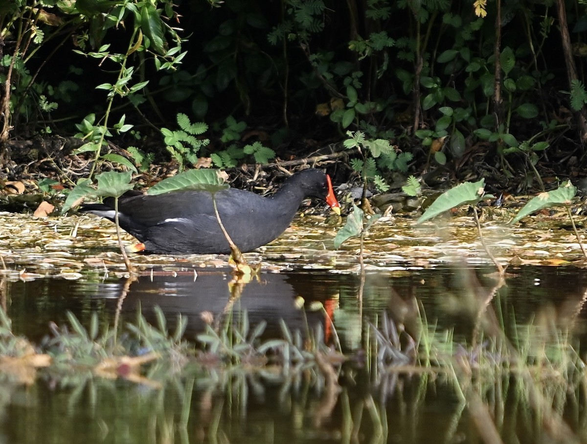 Eurasian Moorhen - ML621937042