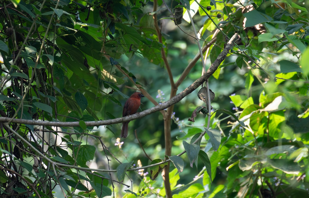 Red-throated Ant-Tanager - ML621937052