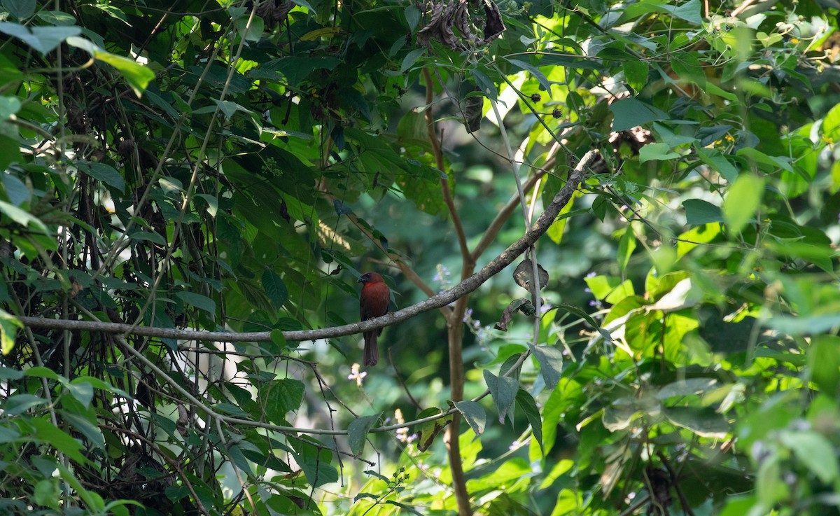 Red-throated Ant-Tanager - ML621937054