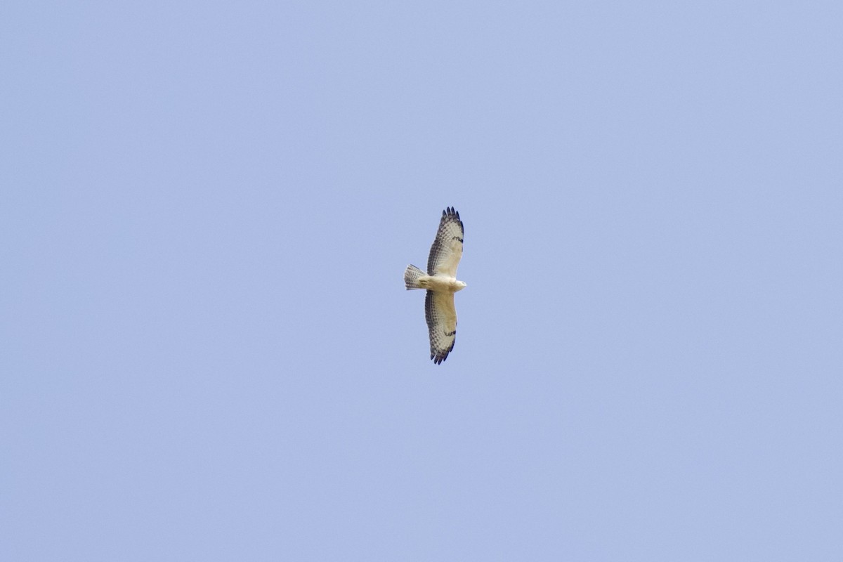 Common Buzzard - ML621937071