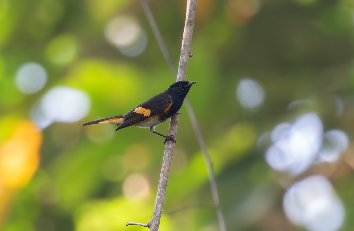 American Redstart - ML621937073