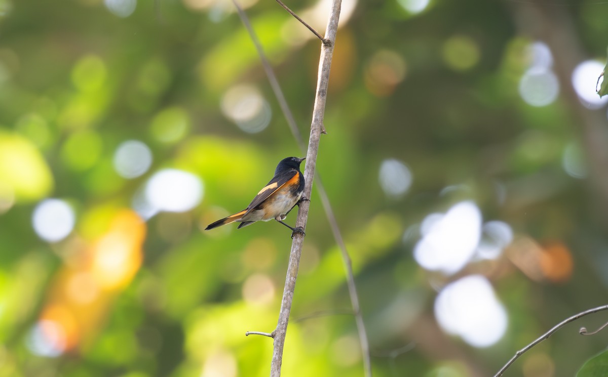 American Redstart - ML621937074