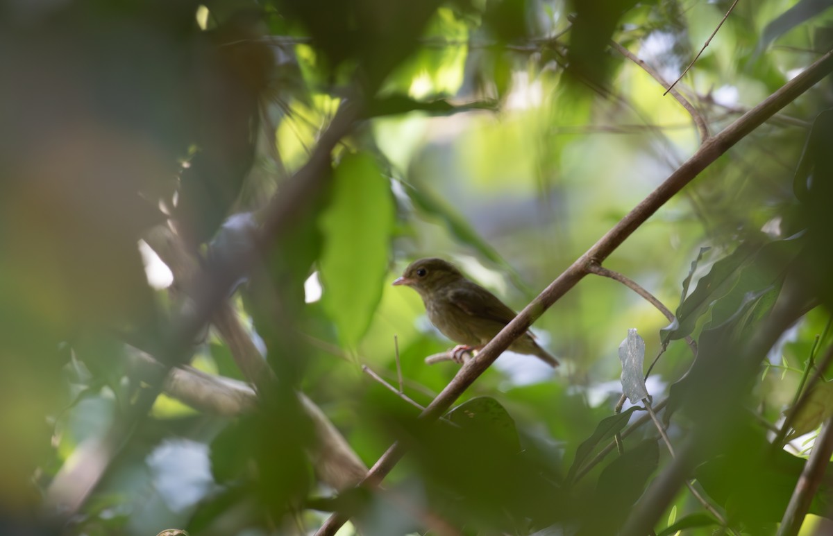 Red-capped Manakin - ML621937085