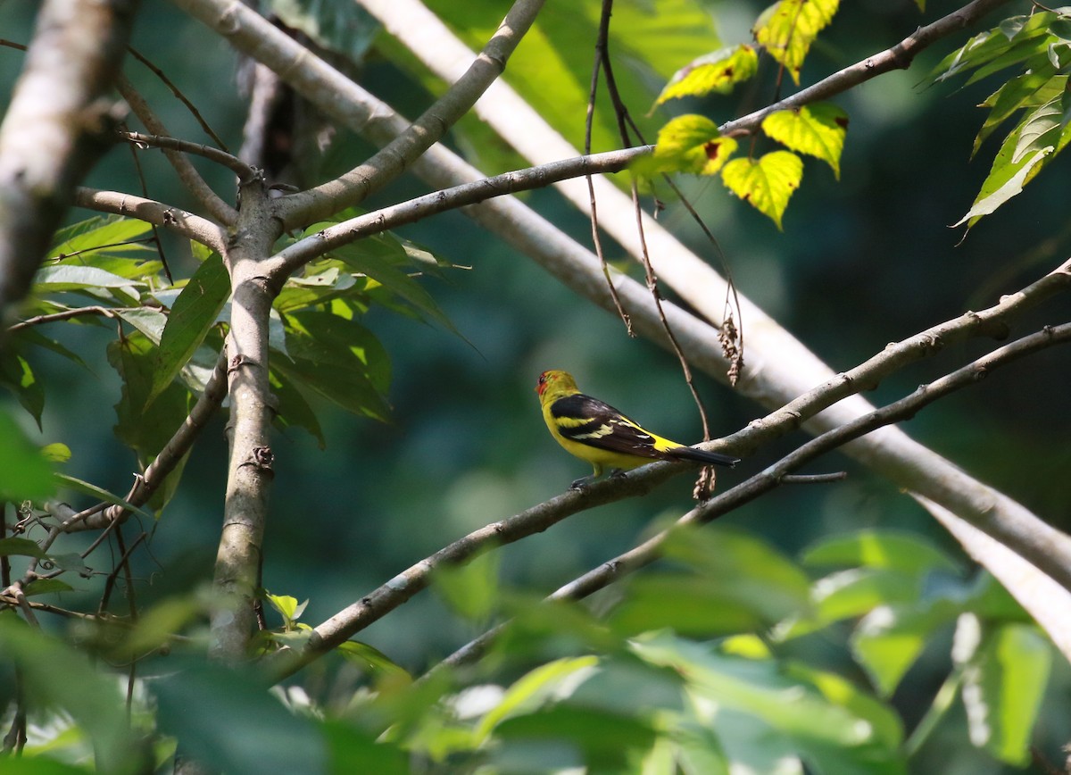 Western Tanager - ML621937105