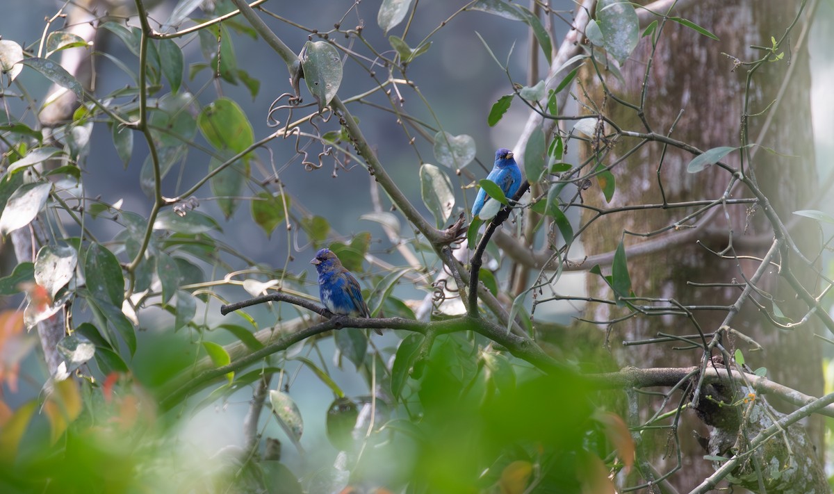 Indigo Bunting - ML621937109