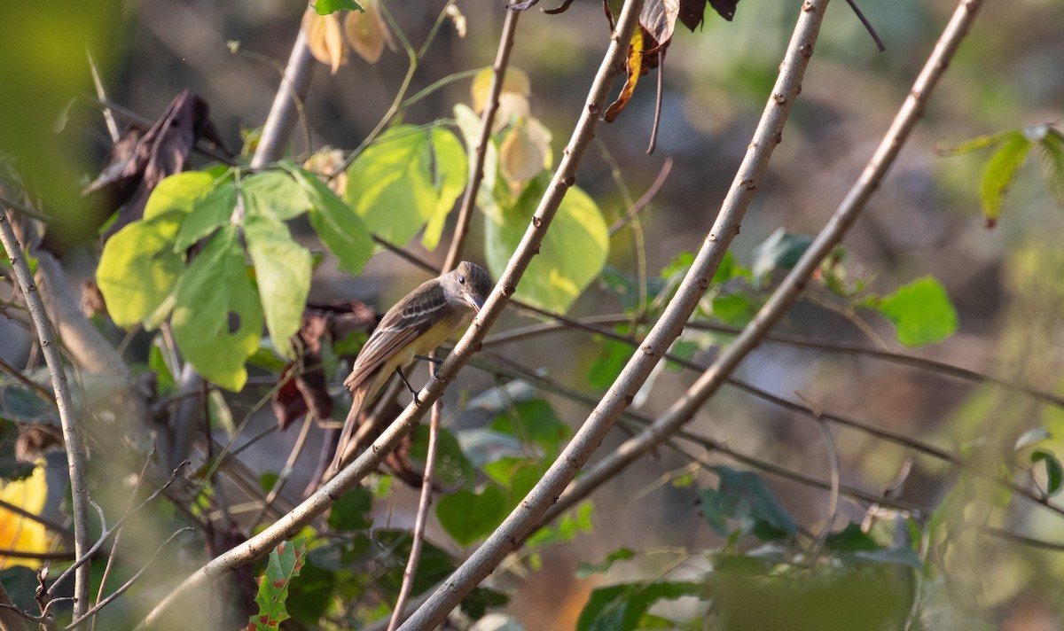 Dusky-capped Flycatcher - ML621937157