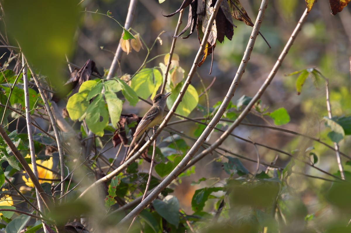 Dusky-capped Flycatcher - ML621937158