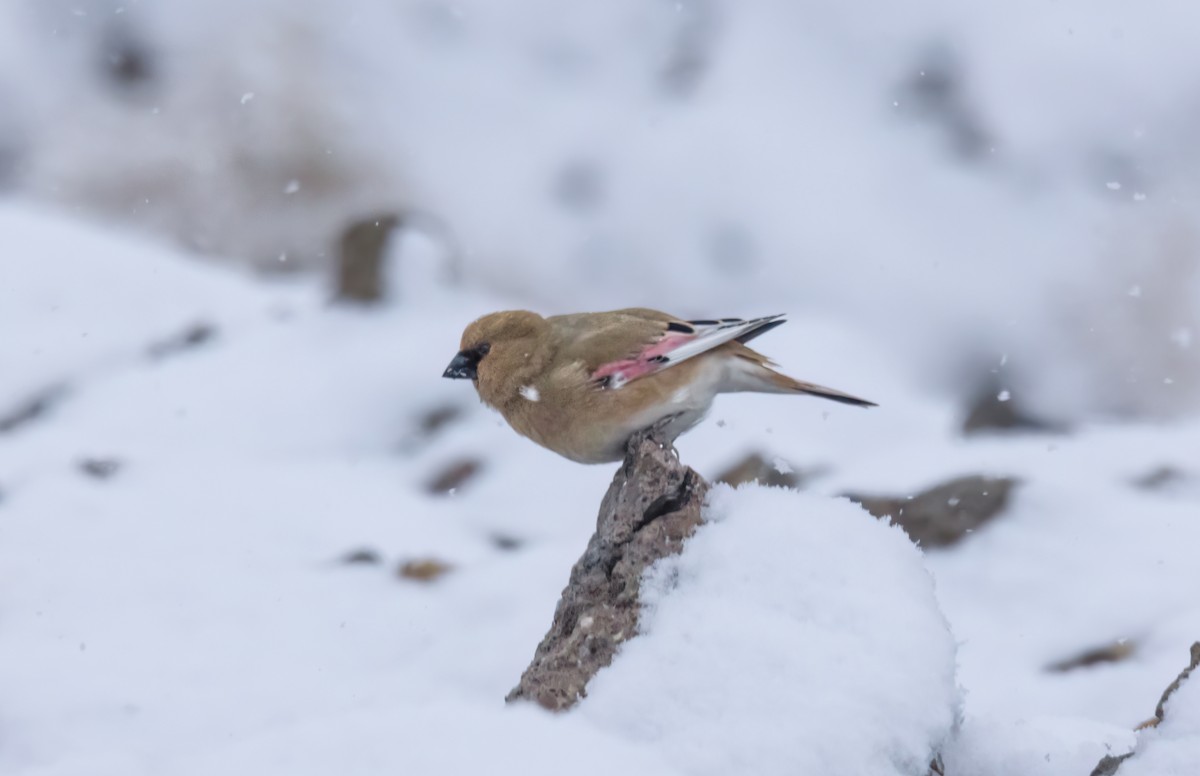 Desert Finch - ML621937218