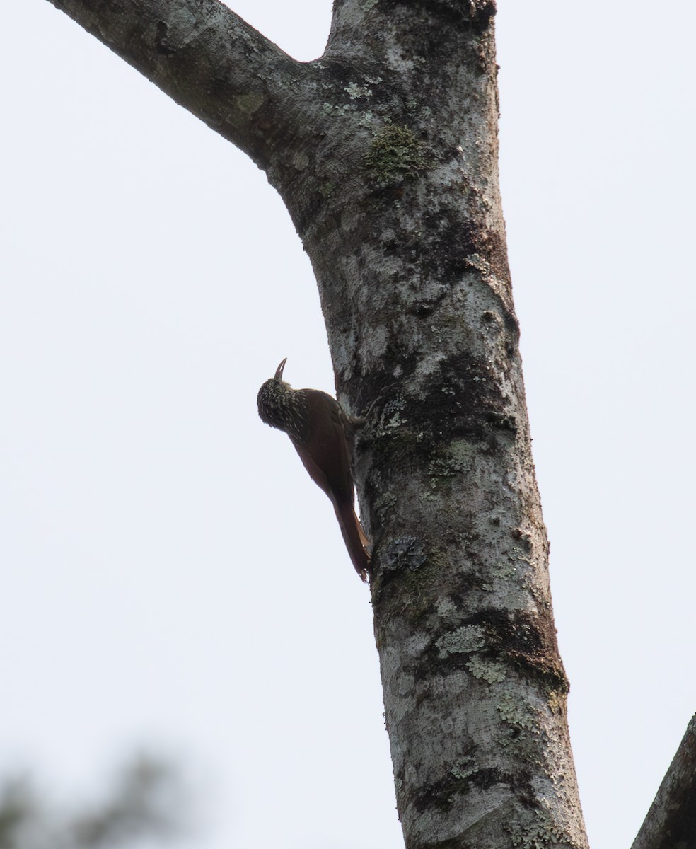 Streak-headed Woodcreeper - ML621937246