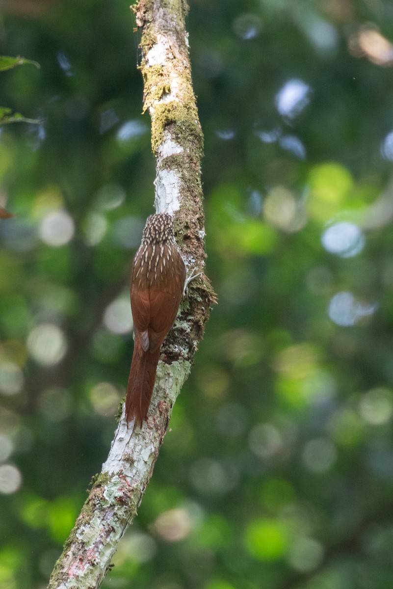 Ivory-billed Woodcreeper - ML621937253