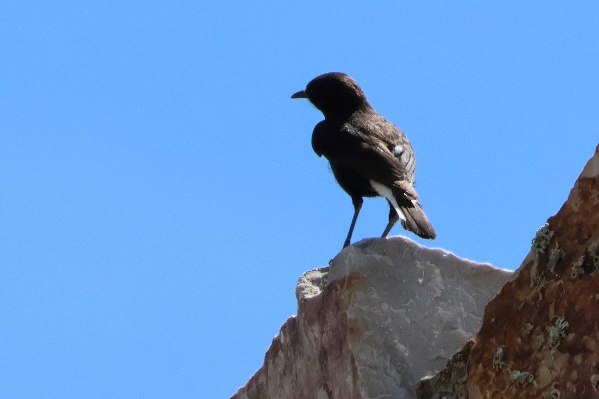 Black Wheatear - ML621937313