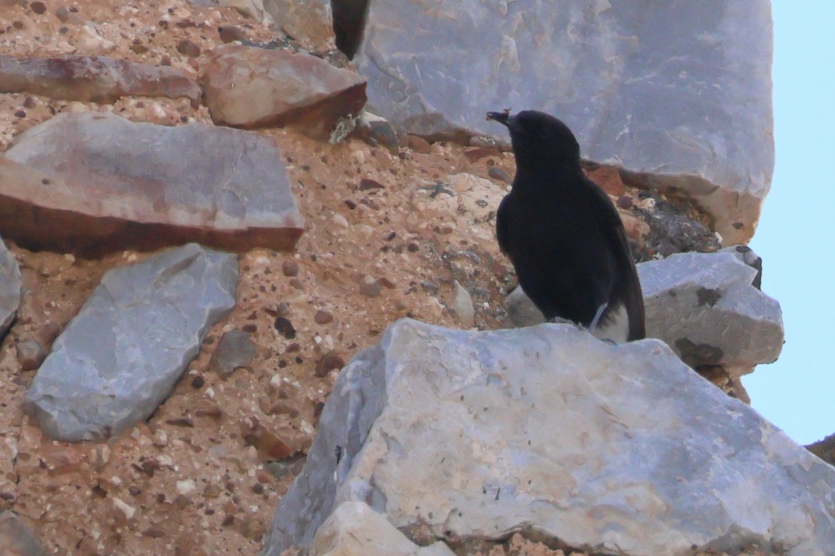 Black Wheatear - ML621937315