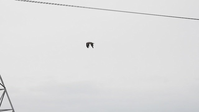 Tawny Eagle - ML621937414