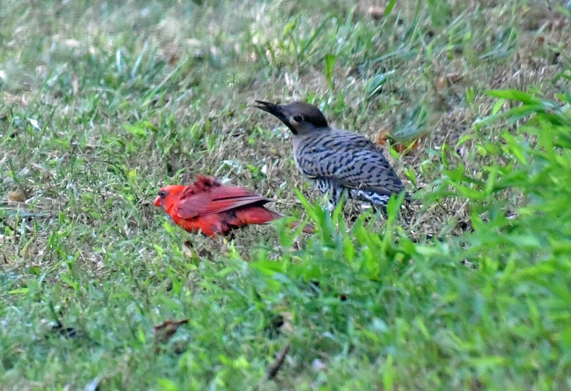 Northern Flicker - ML621937538