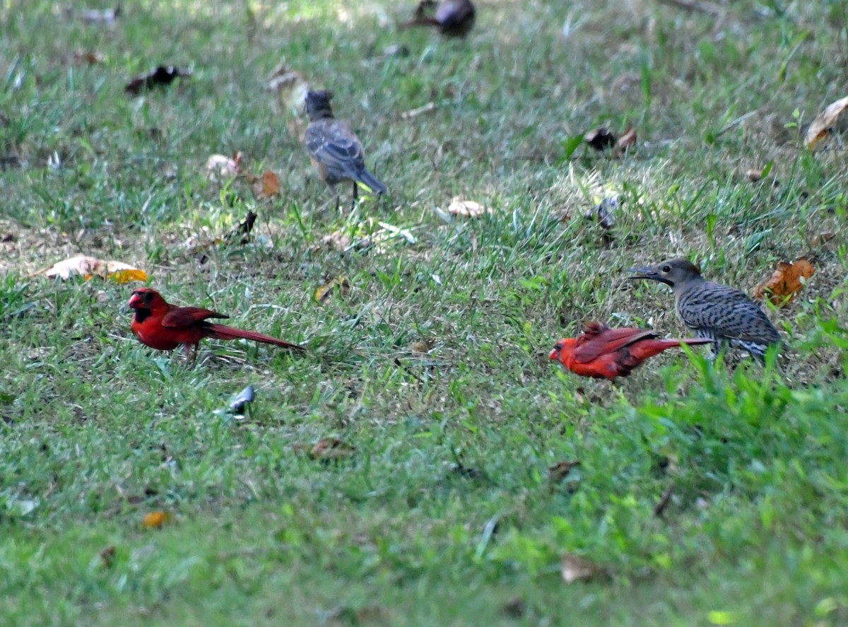Northern Flicker - ML621937539