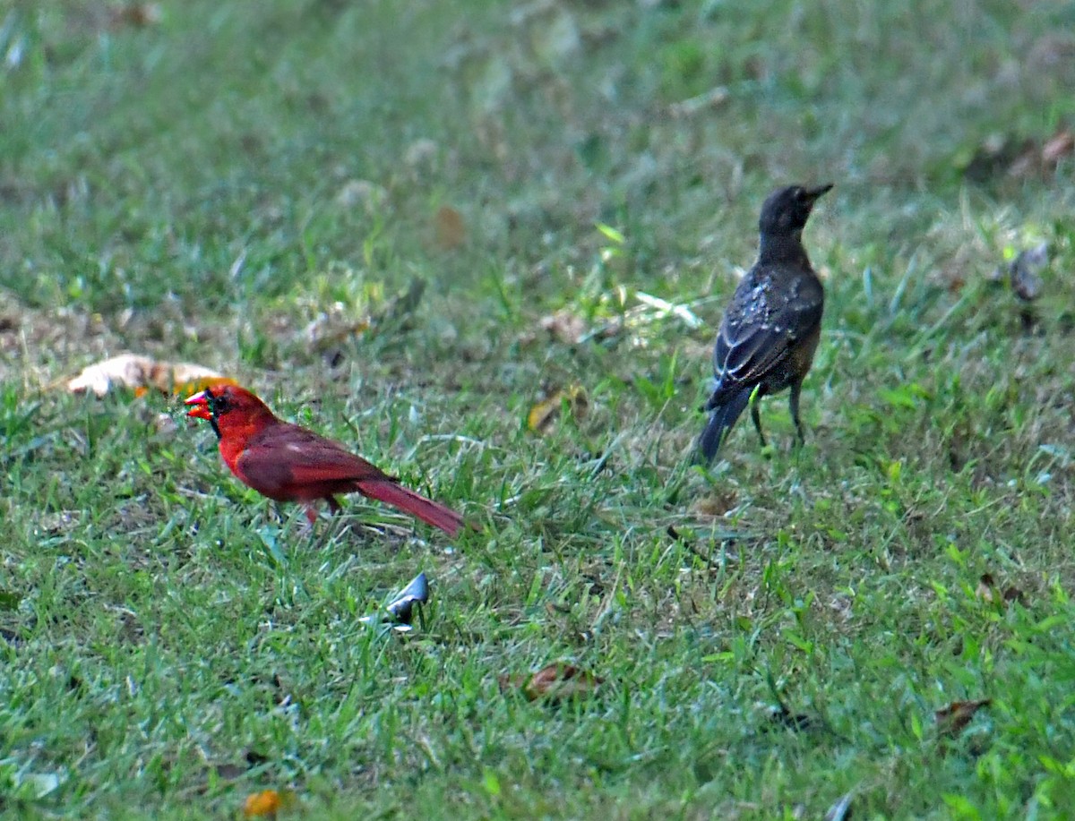 Northern Flicker - ML621937540