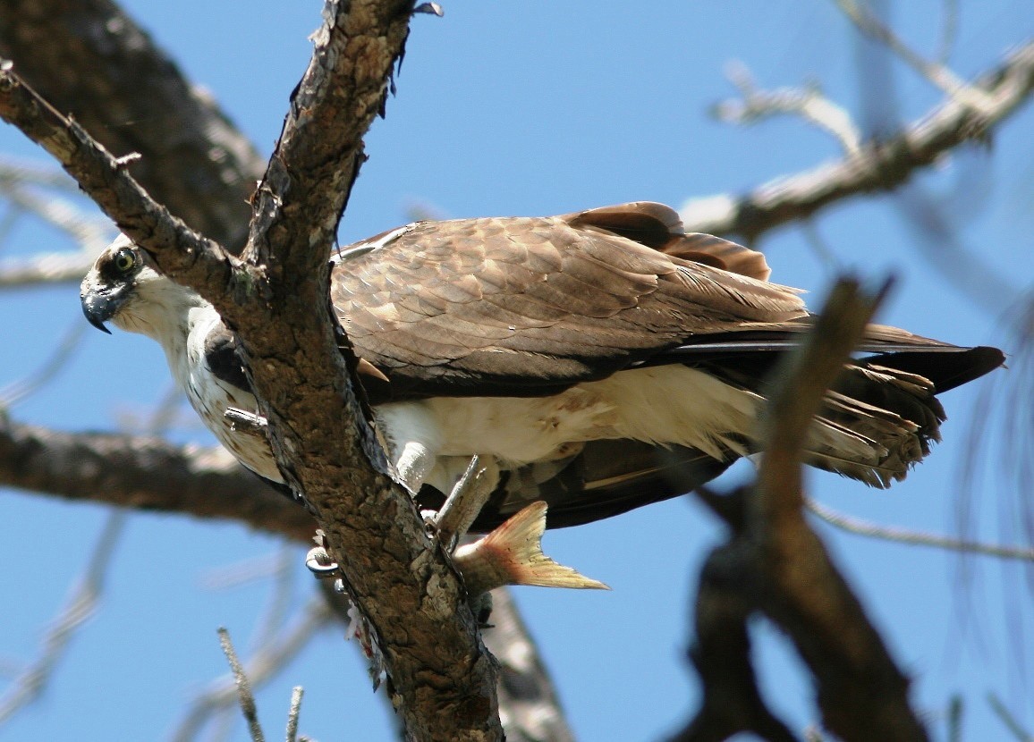 Águila Pescadora - ML62193761