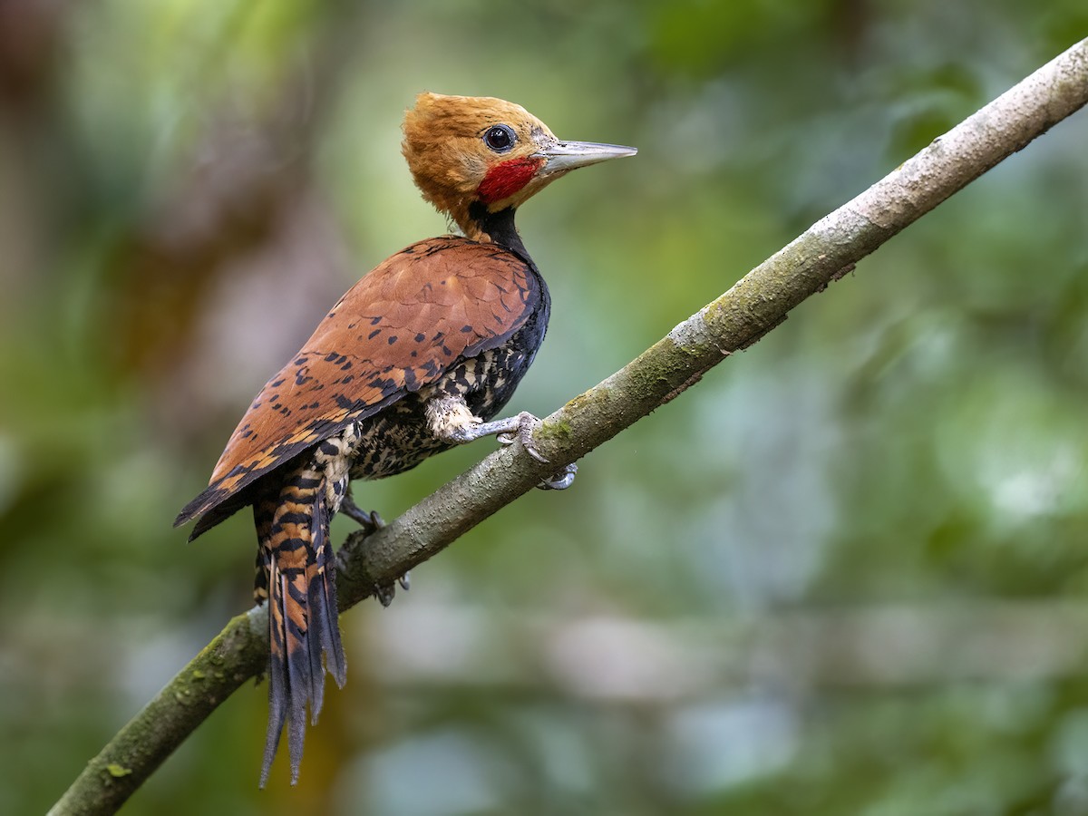 Ringed Woodpecker - Andres Vasquez Noboa