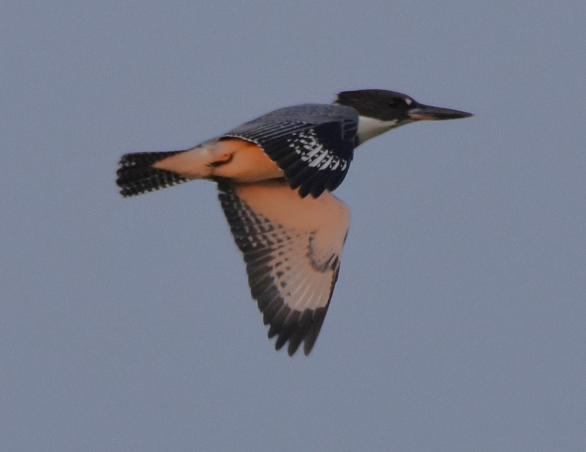 Belted Kingfisher - Ted Stewart