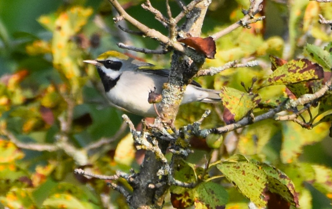 Golden-winged Warbler - ML621937689