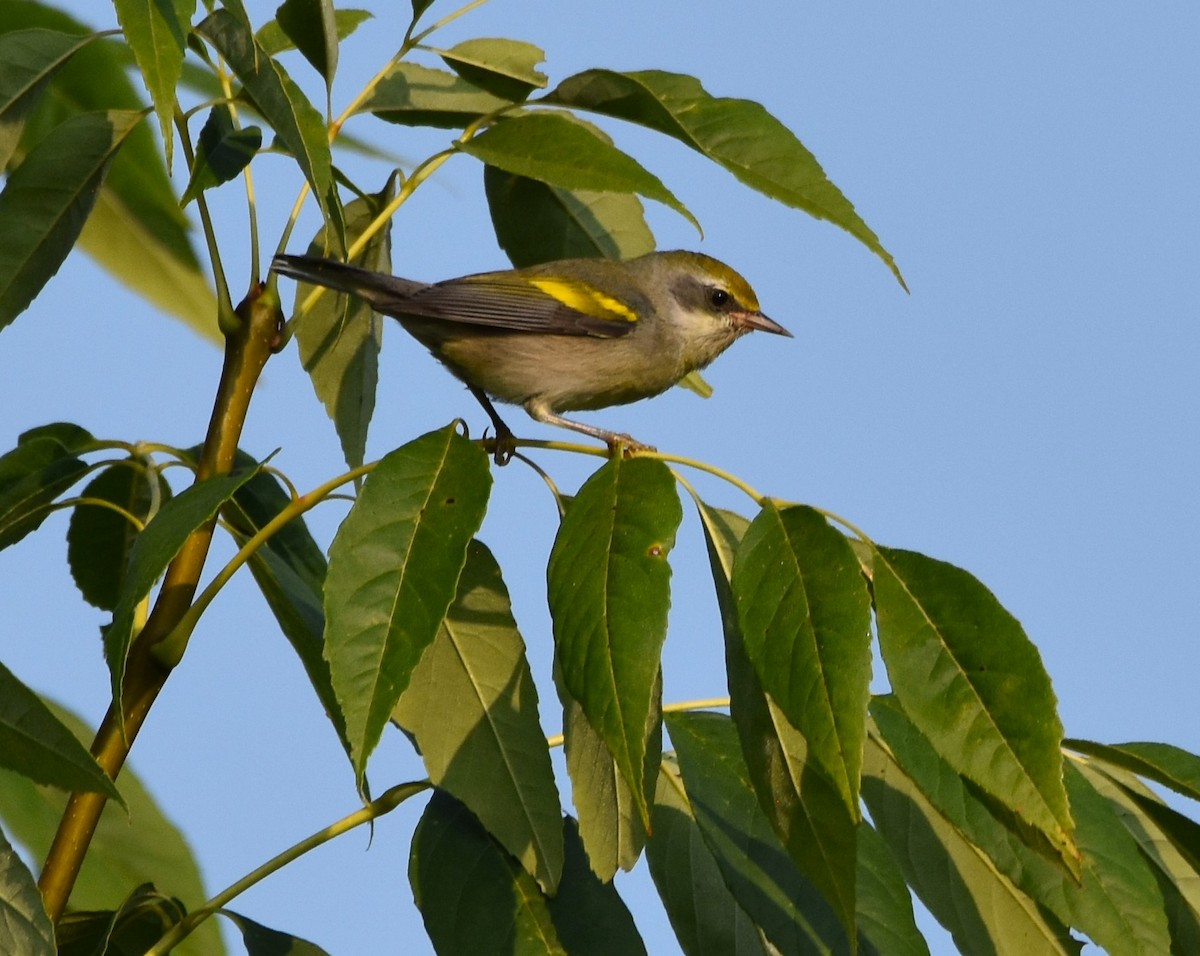 Goldflügel-Waldsänger - ML621937697