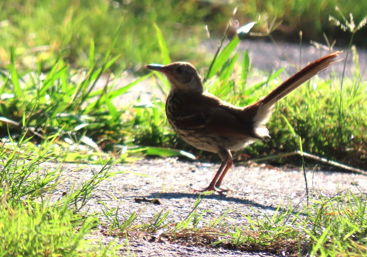 Brown Thrasher - ML621937698