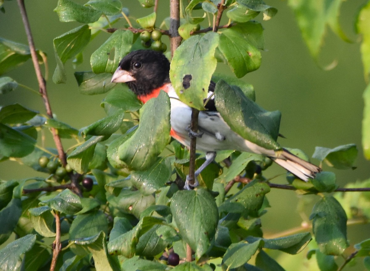 Rose-breasted Grosbeak - ML621937709