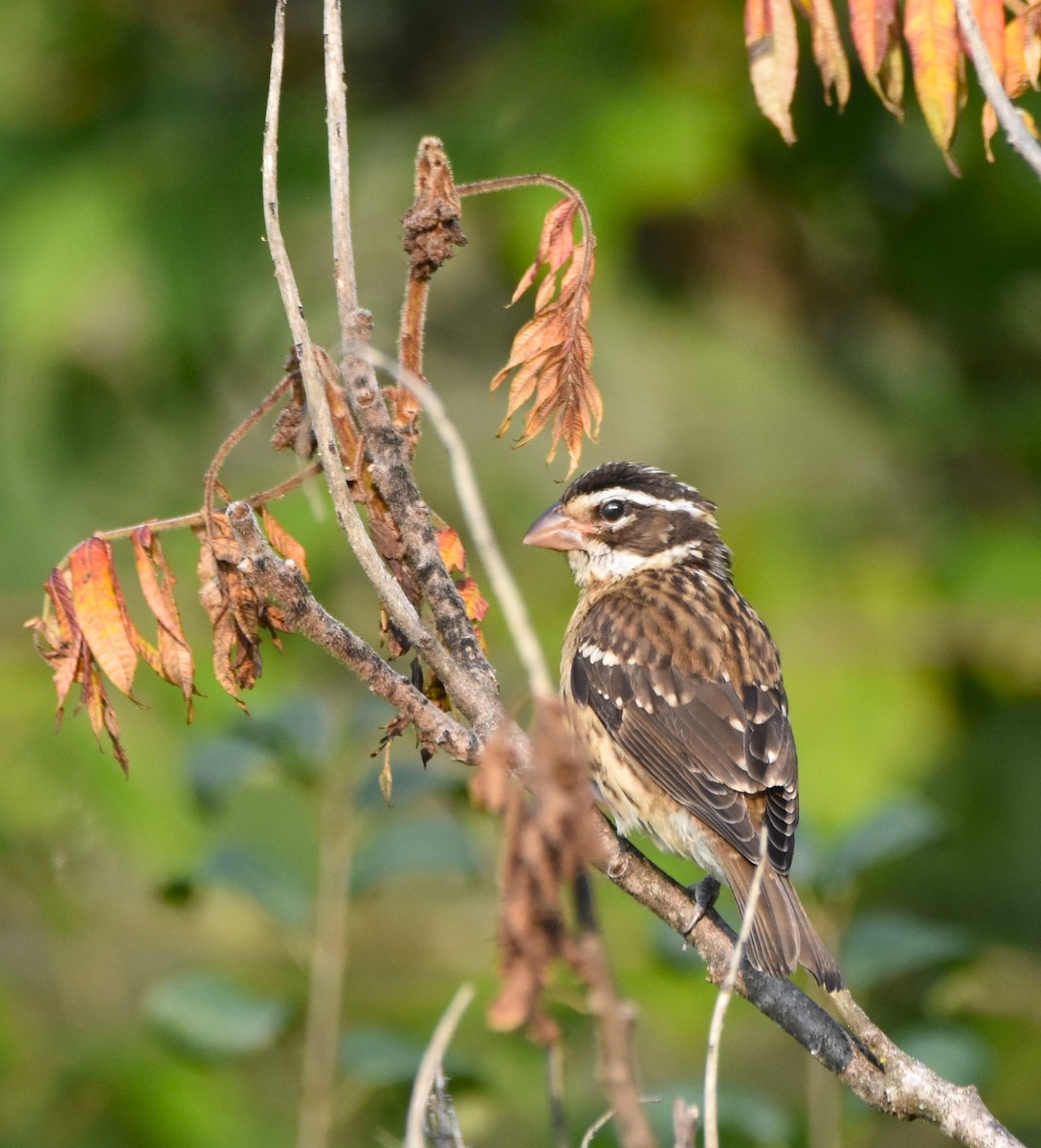 Rose-breasted Grosbeak - ML621937711