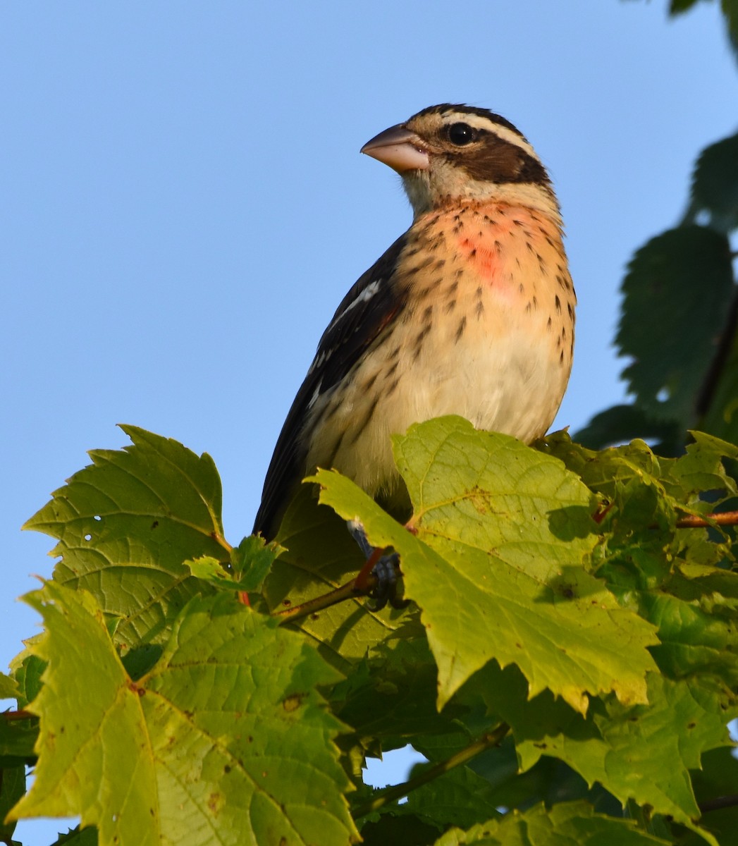 Rose-breasted Grosbeak - ML621937715