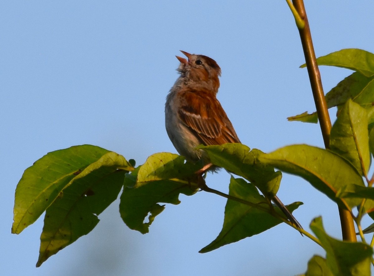 Field Sparrow - ML621937729