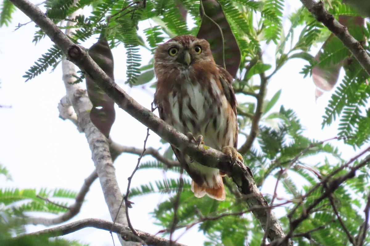 Ferruginous Pygmy-Owl - ML621937758