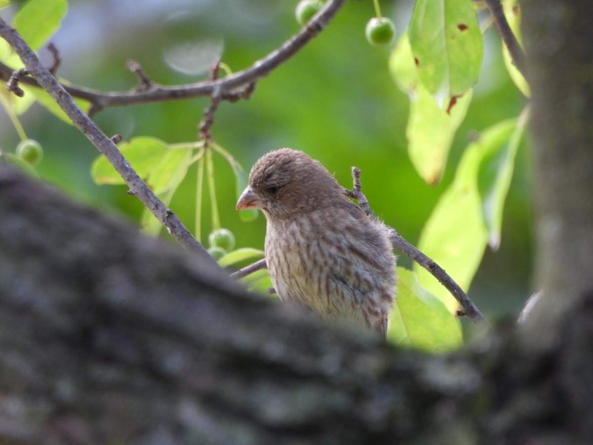 House Finch - ML621937768