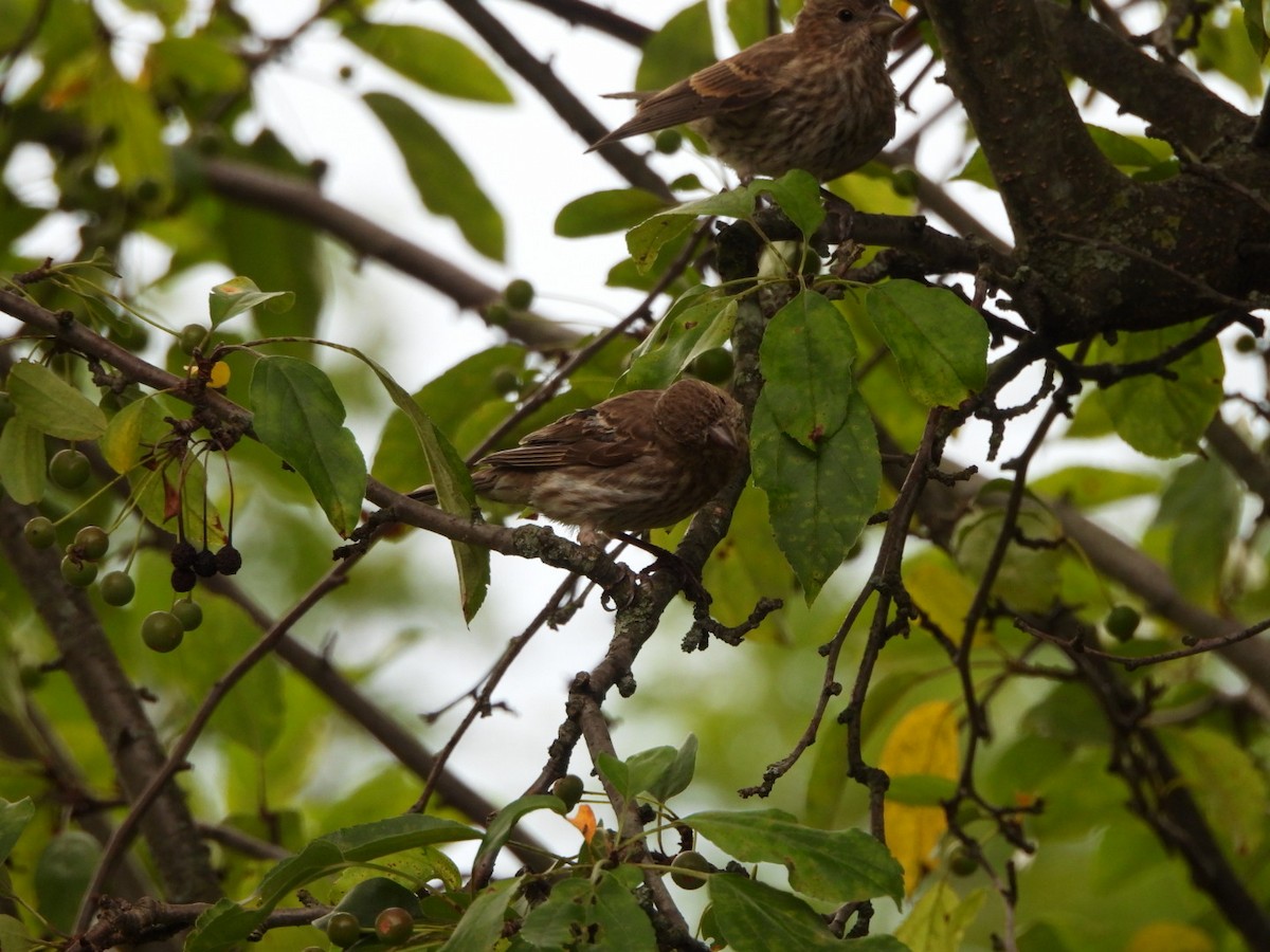 House Finch - ML621937769