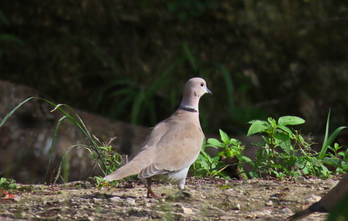 Буулгат хүүрзгэнэ - ML621937773