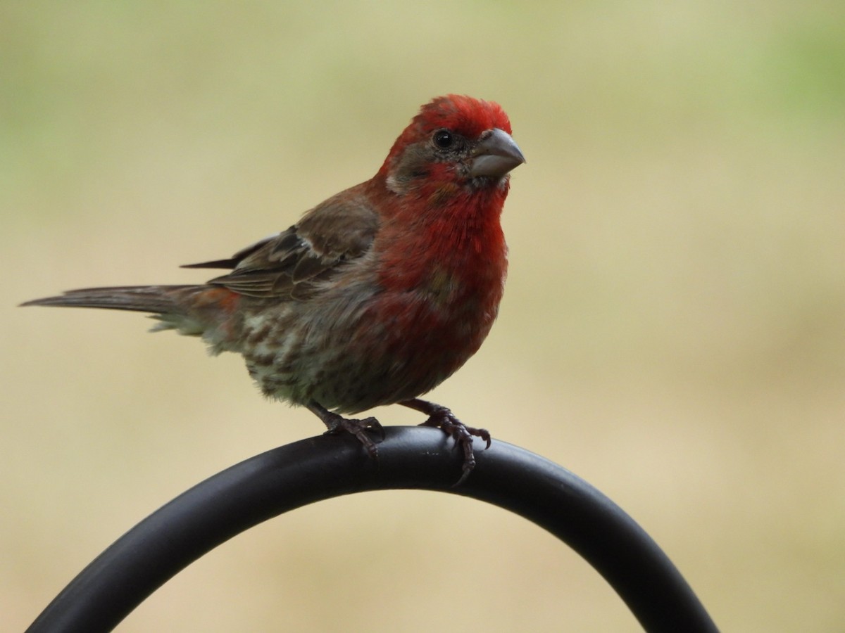 House Finch - ML621937818