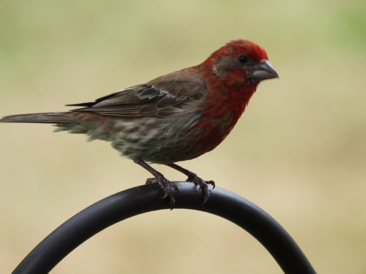 House Finch - ML621937819