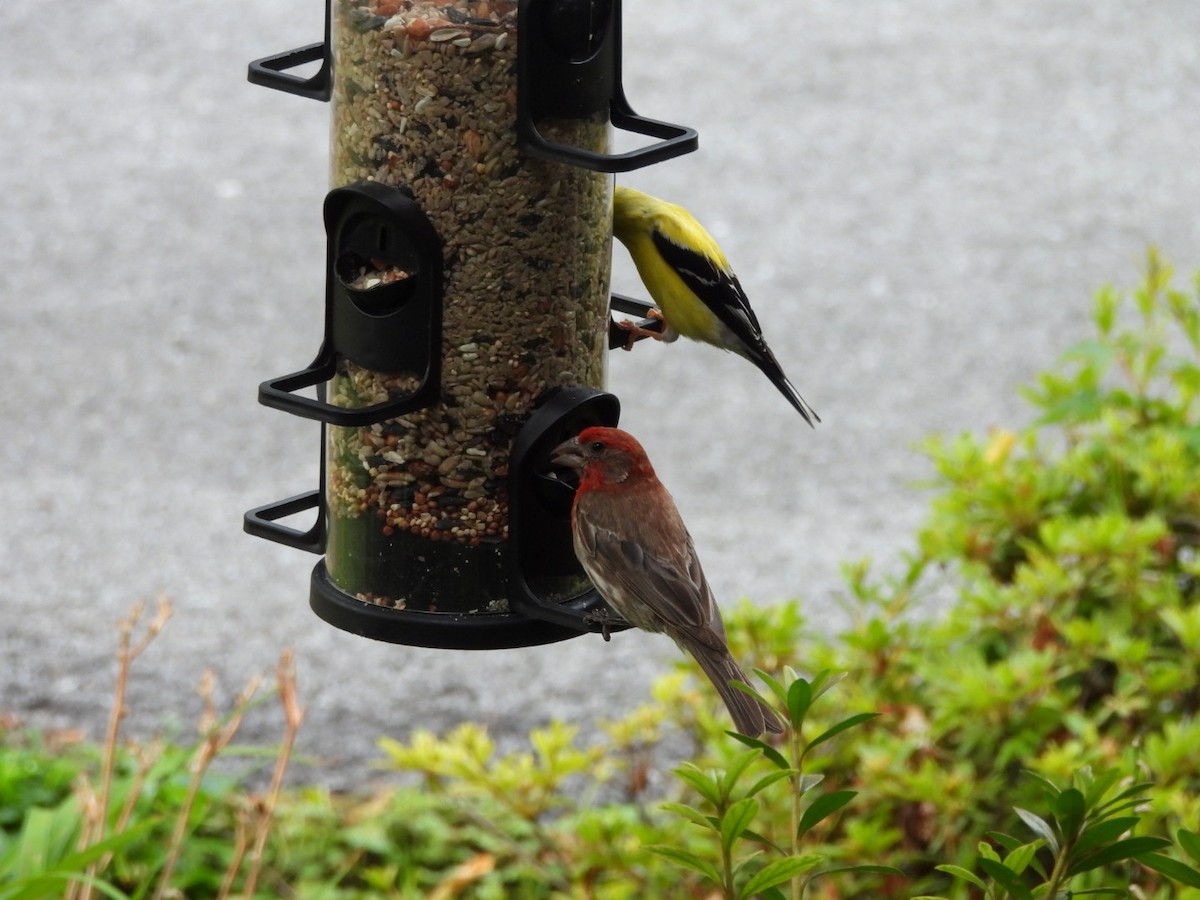 House Finch - ML621937820