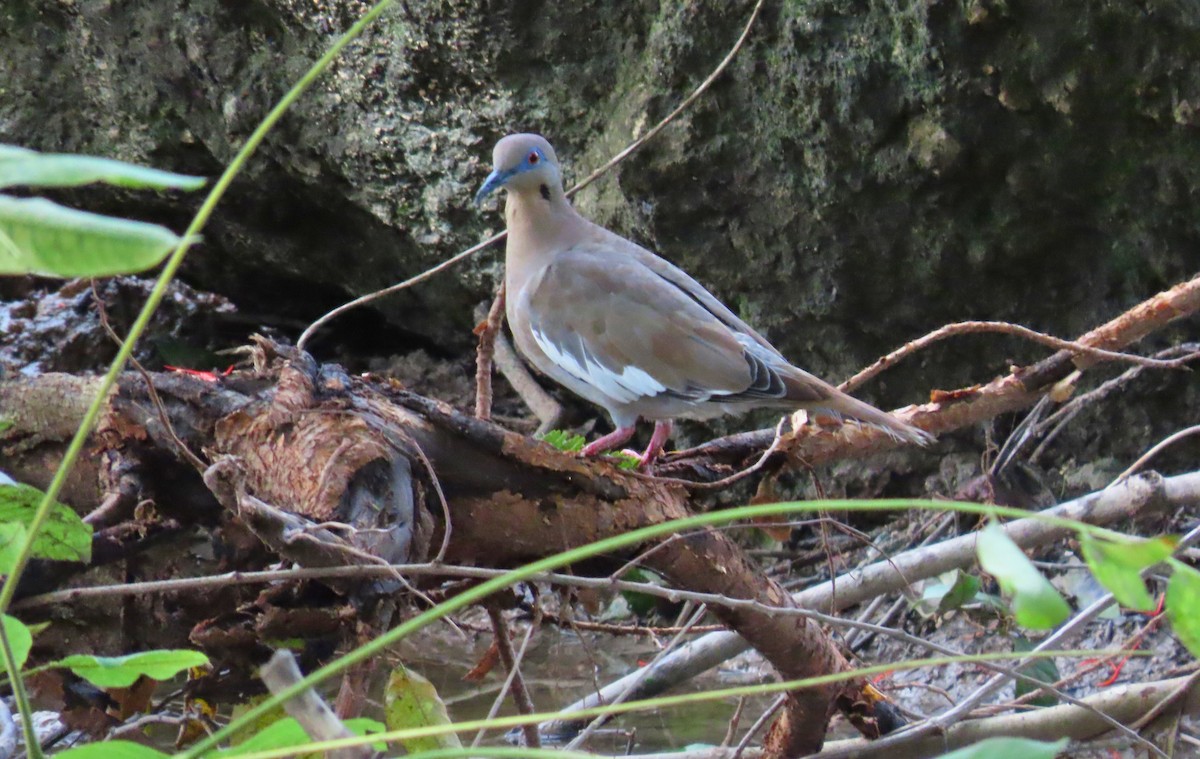 White-winged Dove - ML621937961