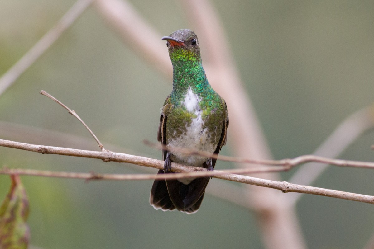 Glittering-throated Emerald - ML621937994
