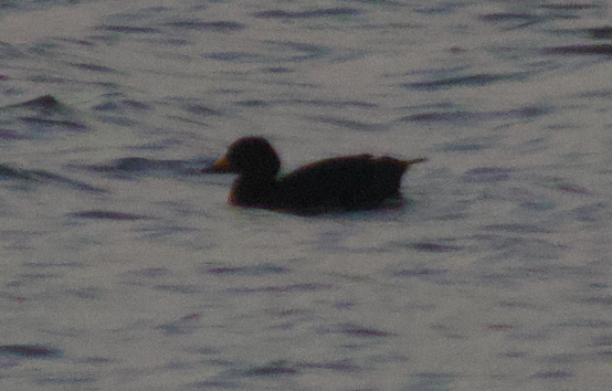 Black Scoter - ML621938056