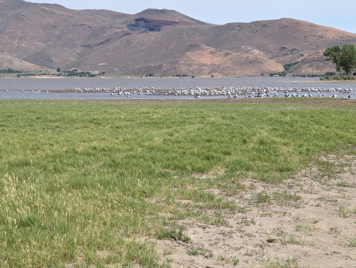 California Gull - ML621938185