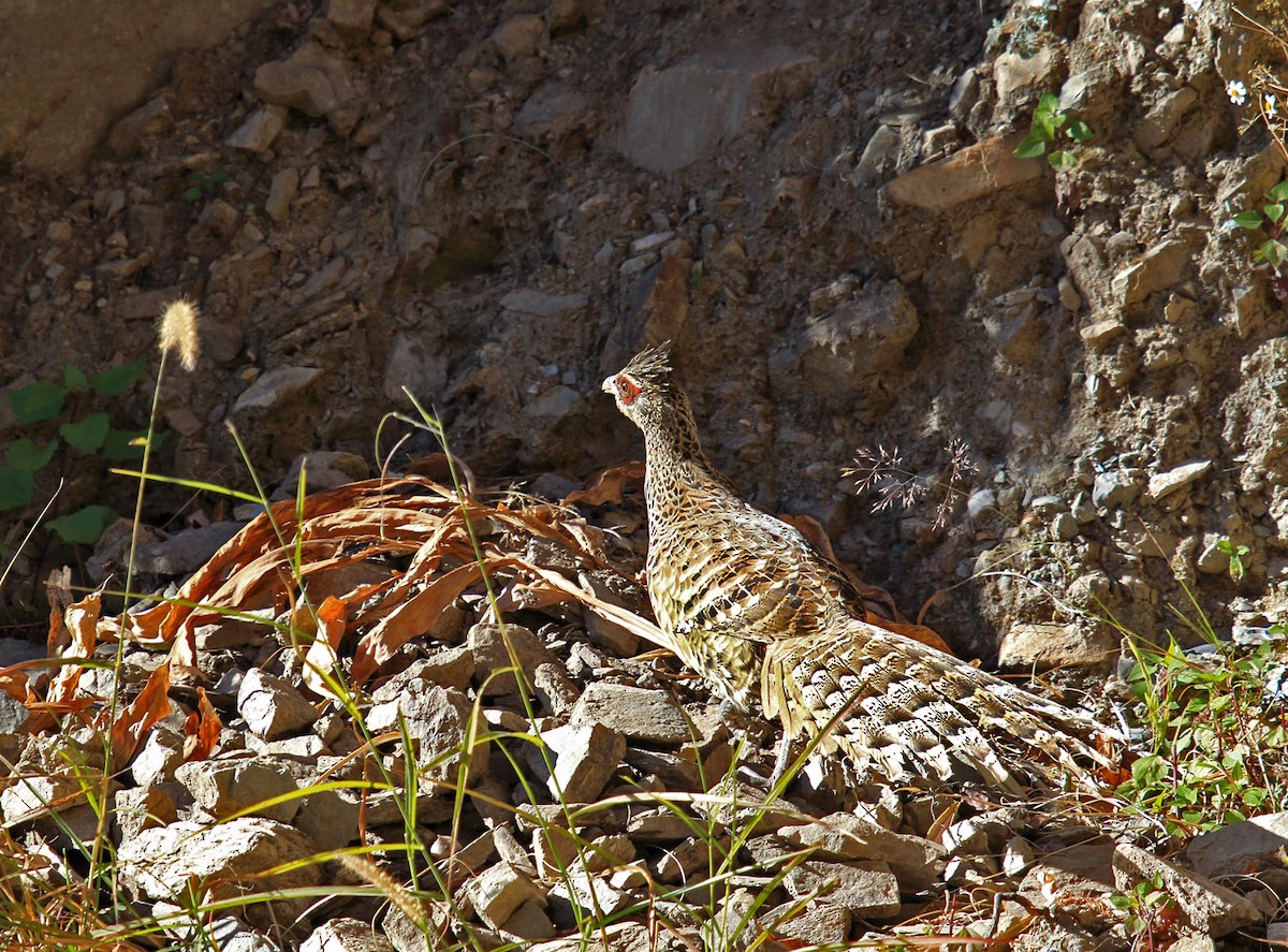 Cheer Pheasant - ML621938279