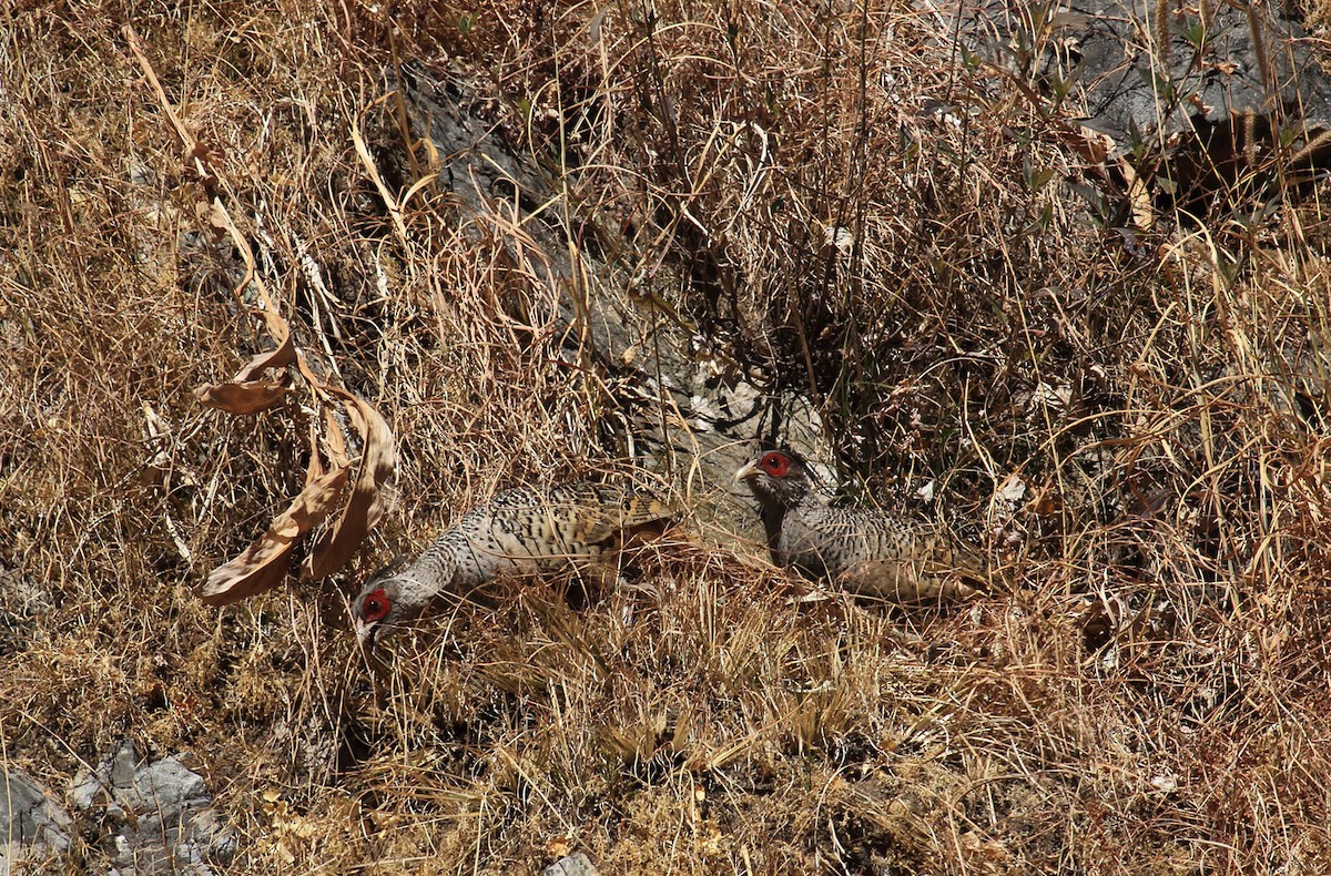 Cheer Pheasant - Santosh Bs